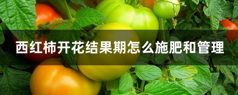 西红柿开花结果期怎么施肥和管理