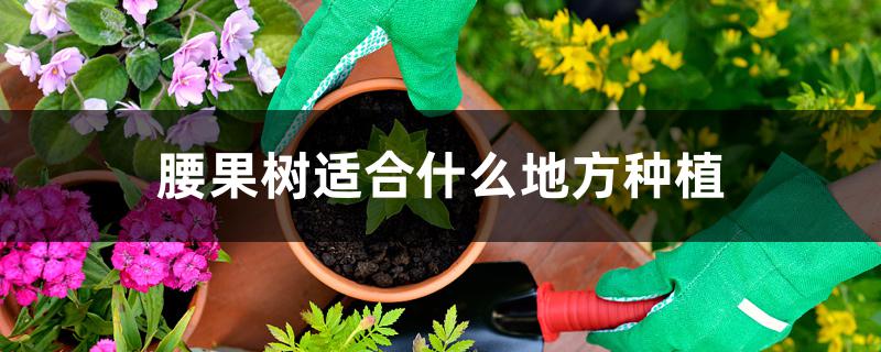 腰果树适合什么地方种植 腰果树适合什么地方种植