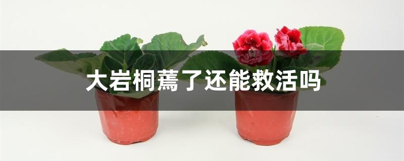 大岩桐蔫了还能救活吗 大岩桐蔫了还能救活吗