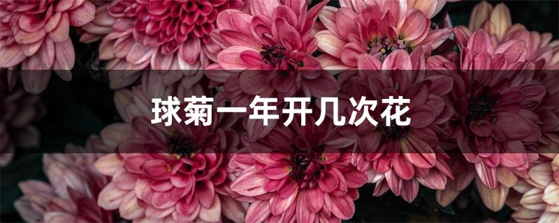 球菊一年开几次花 球菊一年开几次花