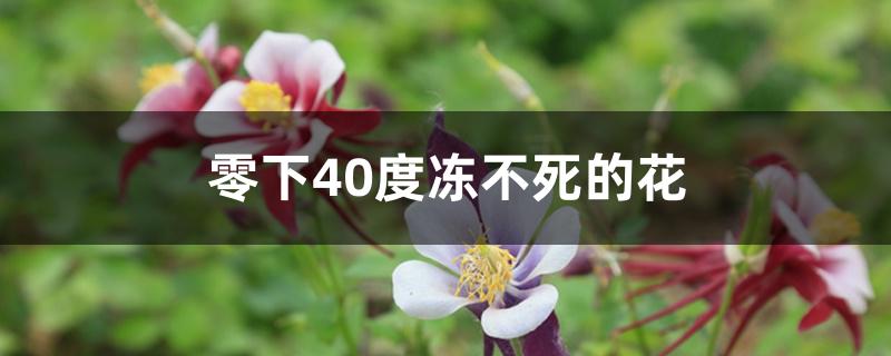 零下40度冻不死的花 零下40度冻不死的花