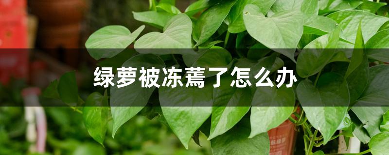 绿萝被冻蔫了怎么办 绿萝被冻蔫了怎么办