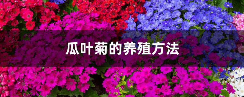 瓜叶菊的养殖方法 瓜叶菊的养殖方法
