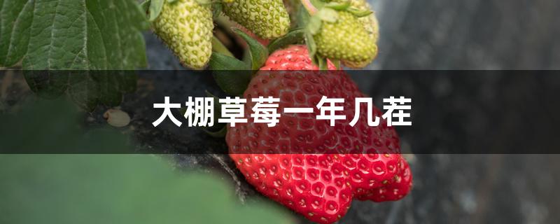 大棚草莓一年几茬 大棚草莓一年几茬