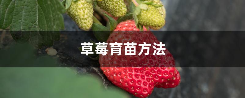 草莓育苗方法 草莓育苗方法