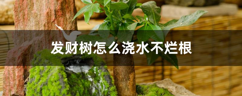 发财树怎么浇水不烂根 发财树怎么浇水不烂根