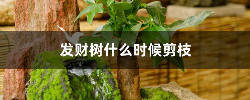 发财树什么时候剪枝 发财树什么时候剪枝