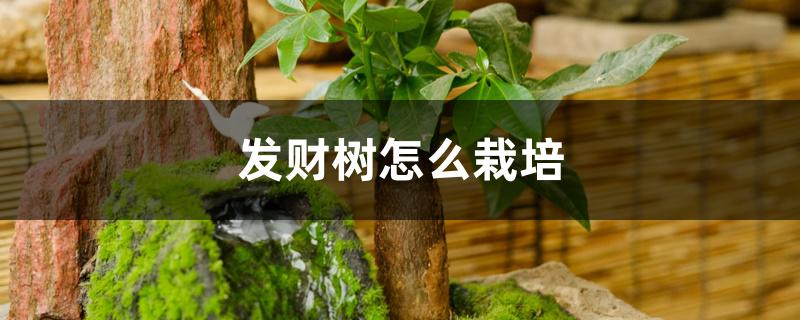 发财树怎么栽培 发财树怎么栽培