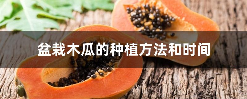 盆栽木瓜的种植方法和时间 盆栽木瓜的种植方法和时间