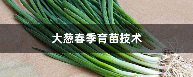 大葱春季育苗技术 大葱春季育苗技术