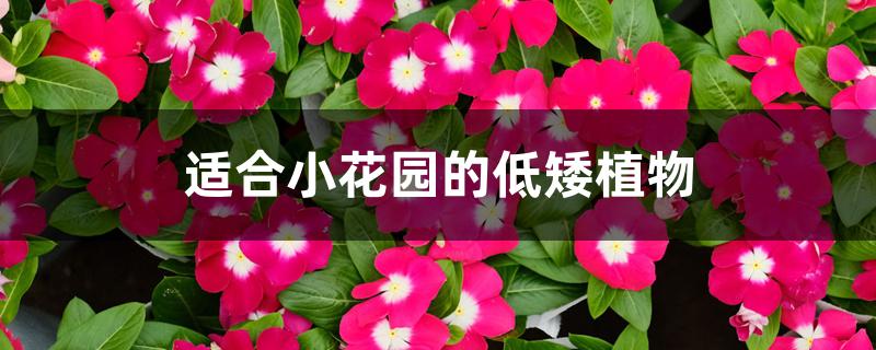 适合小花园的低矮植物 适合小花园的低矮植物
