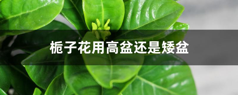 栀子花用高盆还是矮盆 栀子花用高盆还是矮盆