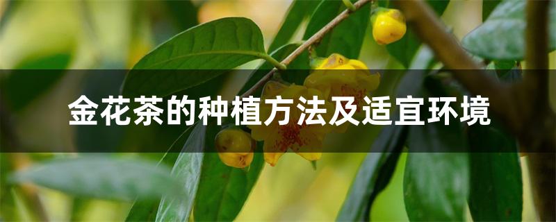 金花茶的种植方法及适宜环境 金花茶的种植方法及适宜环境