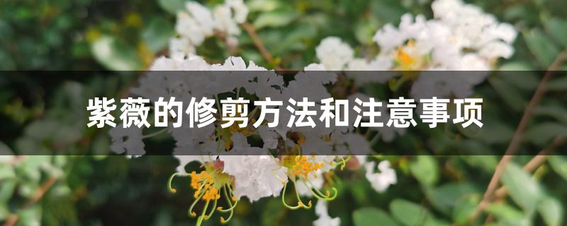 紫薇的修剪方法和注意事项 紫薇的修剪方法和注意事项