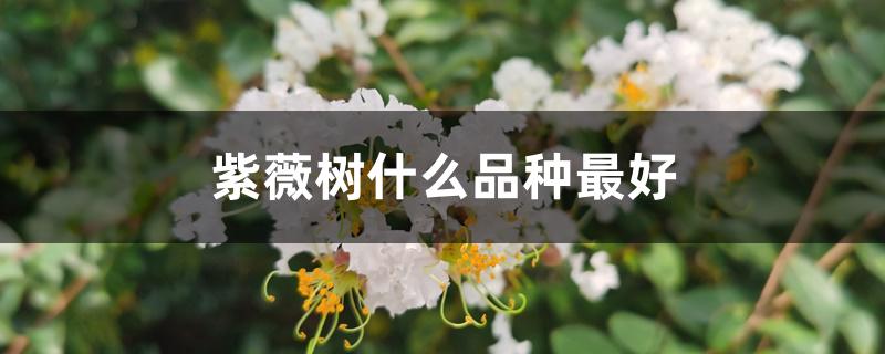 紫薇树什么品种最好 紫薇树什么品种最好