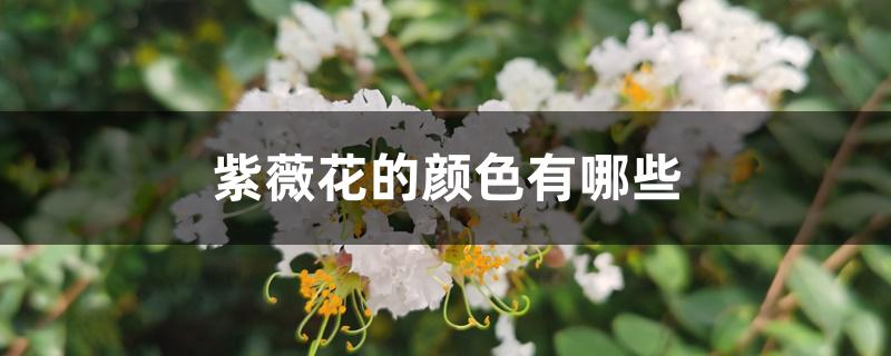 紫薇花的颜色有哪些 紫薇花的颜色有哪些