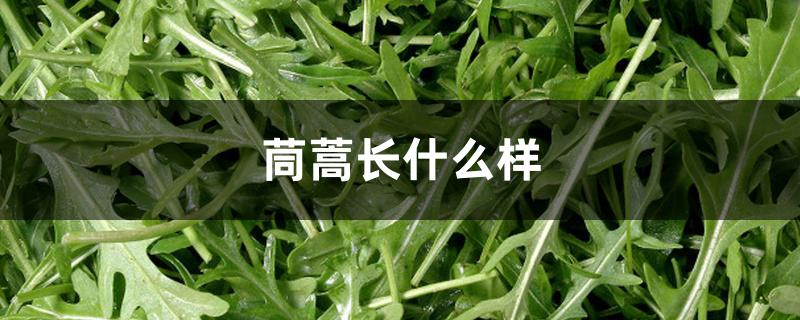 茼蒿长什么样 茼蒿长什么样