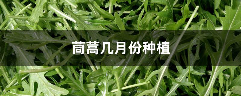 茼蒿几月份种植 茼蒿几月份种植