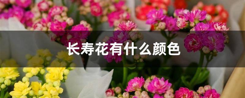 长寿花有什么颜色 长寿花有什么颜色