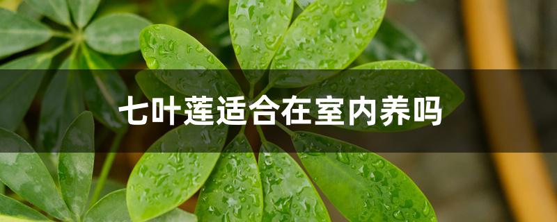 七叶莲适合在室内养吗 七叶莲适合在室内养吗