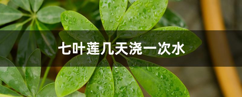 七叶莲几天浇一次水 七叶莲几天浇一次水