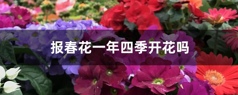 报春花一年四季开花吗 报春花一年四季开花吗