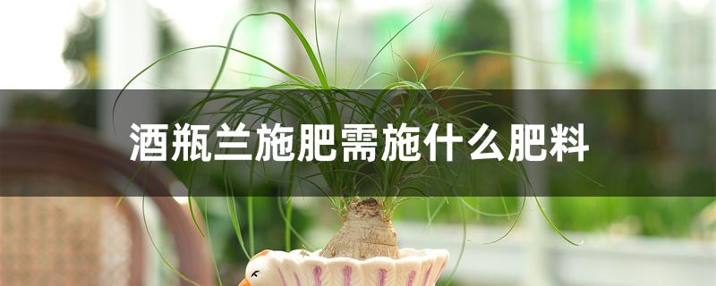 酒瓶兰施肥需施什么肥料 酒瓶兰施肥需施什么肥料