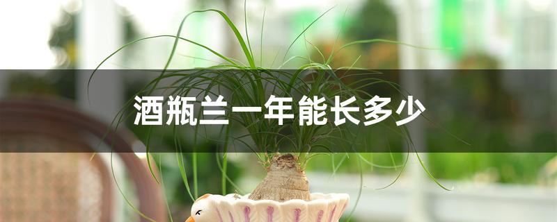酒瓶兰一年能长多少 酒瓶兰一年能长多少