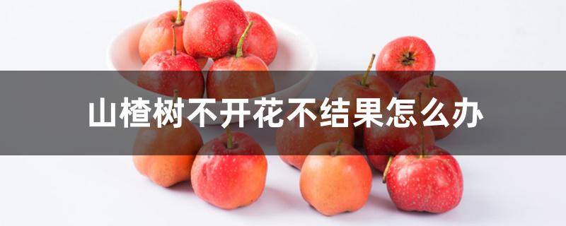 山楂树不开花不结果怎么办 山楂树不开花不结果怎么办