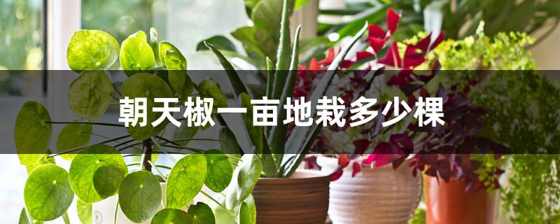 朝天椒一亩地栽多少棵 朝天椒一亩地栽多少棵