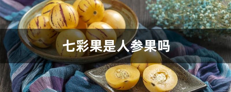七彩果是人参果吗 七彩果是人参果吗