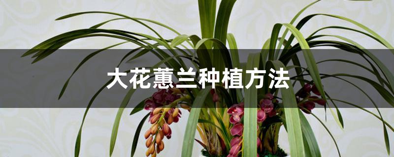 大花蕙兰种植方法 大花蕙兰种植方法