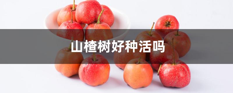 山楂树好种活吗 山楂树好种活吗