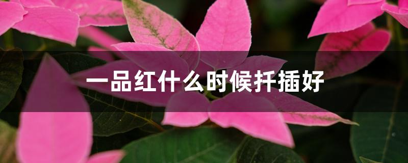 一品红什么时候扦插好 一品红什么时候扦插好