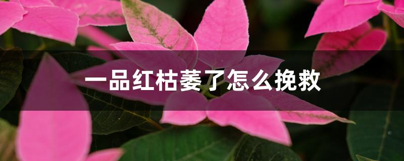 一品红枯萎了怎么挽救 一品红枯萎了怎么挽救
