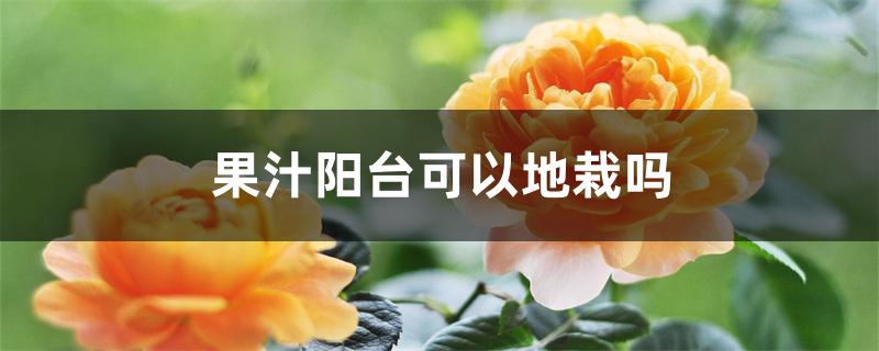 果汁阳台可以地栽吗 果汁阳台可以地栽吗