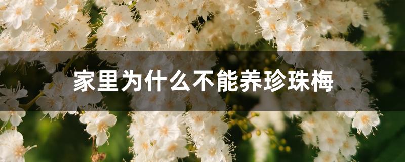 家里为什么不能养珍珠梅 家里为什么不能养珍珠梅