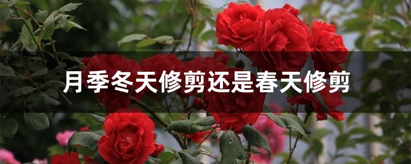 月季冬天修剪还是春天修剪 月季冬天修剪还是春天修剪