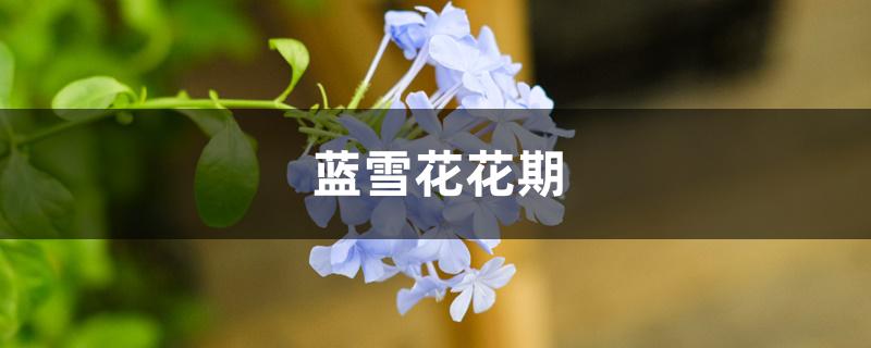 蓝雪花花期 蓝雪花花期