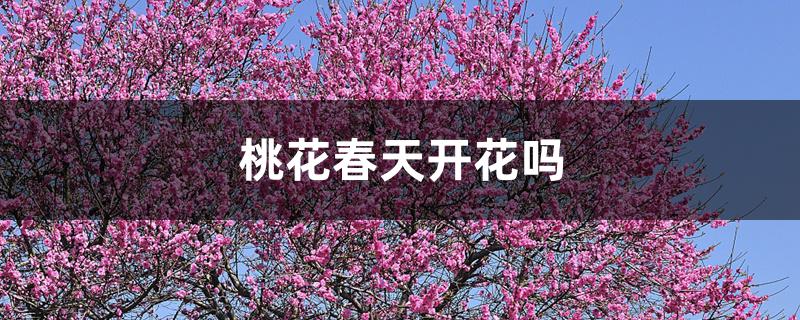 桃花春天开花吗 桃花春天开花吗