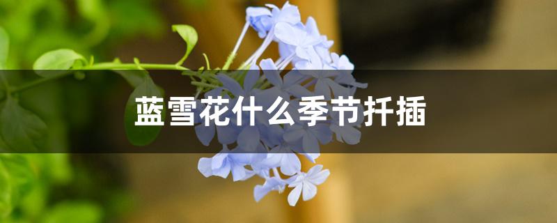 蓝雪花什么季节扦插 蓝雪花什么季节扦插