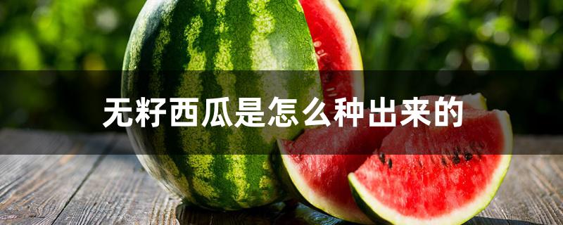 无籽西瓜是怎么种出来的 无籽西瓜是怎么种出来的