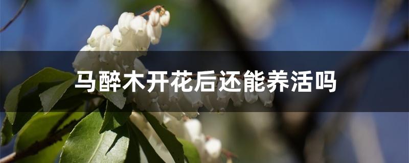 马醉木开花后还能养活吗 马醉木开花后还能养活吗