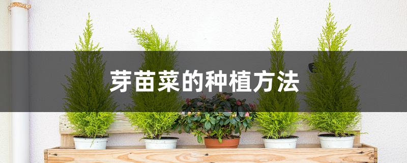 芽苗菜的种植方法 芽苗菜的种植方法