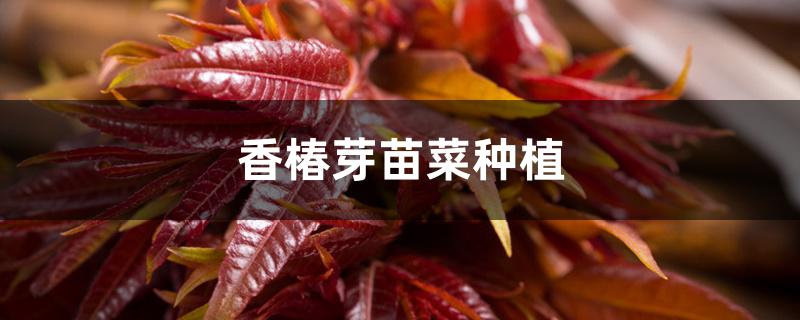 香椿芽苗菜种植 香椿芽苗菜种植