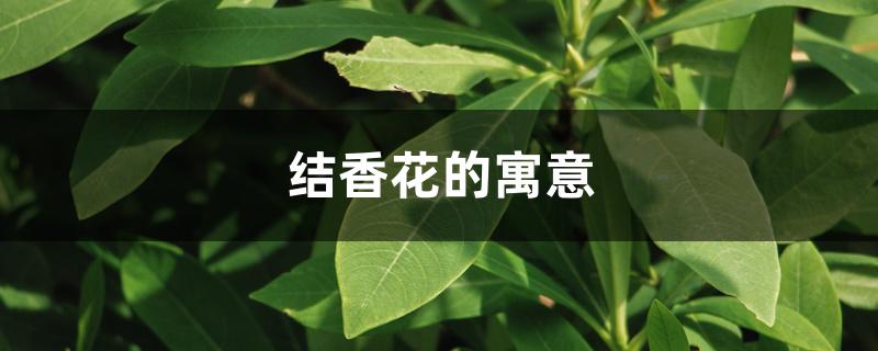 结香花的寓意 结香花的寓意