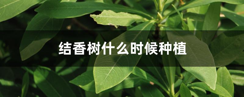 结香树什么时候种植 结香树什么时候种植