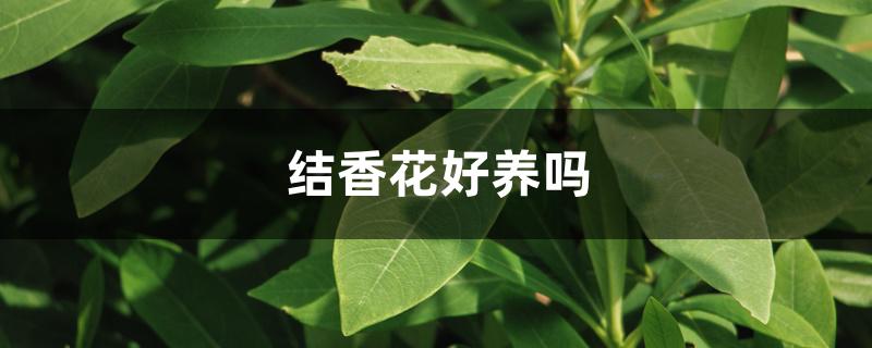 结香花好养吗 结香花好养吗