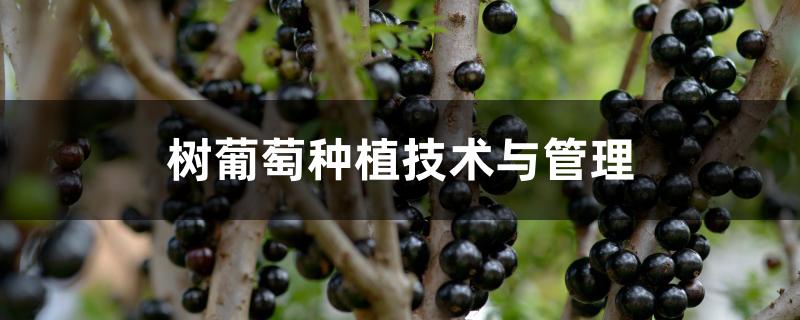 树葡萄种植技术与管理 树葡萄种植技术与管理