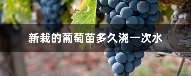 新栽的葡萄苗多久浇一次水 新栽的葡萄苗多久浇一次水